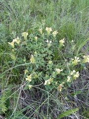 Scutellaria caucasica