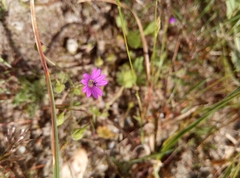 Geranium pyrenaicum