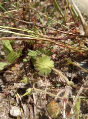 Geranium pyrenaicum
