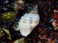 Rapaninae