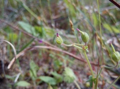 Geranium pyrenaicum