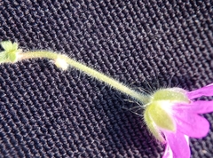 Geranium pyrenaicum