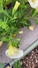 Coccinella septempunctata