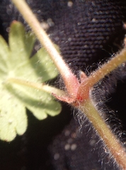 Geranium pyrenaicum