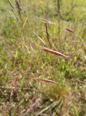Bromus sterilis
