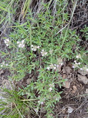 Thymus dimorphus