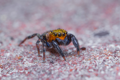 Euophrys nigripalpis