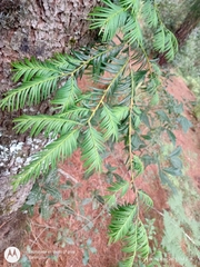 Taxus globosa