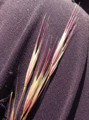 Bromus sterilis