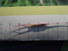 Bromus sterilis