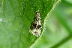 Syricoris