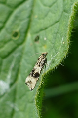 Syricoris
