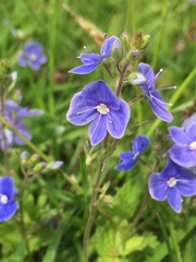 Veronica chamaedrys