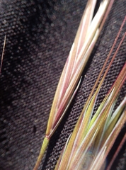 Bromus sterilis
