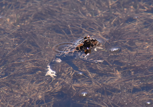 iNaturalist observation photo of Yosemite Toad