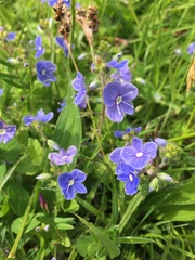Veronica chamaedrys