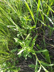 Erigeron acris droebachiensis