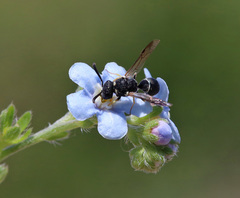 Leptochilus membranaceus