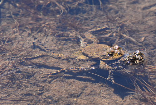 iNaturalist observation photo of Yosemite Toad