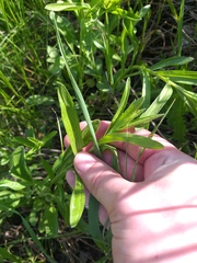Erigeron acris droebachiensis