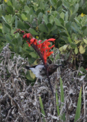 Cinnyris fuscus fuscus