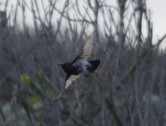 Cinnyris fuscus fuscus