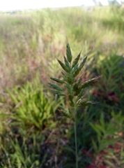 Bromus hordeaceus hordeaceus