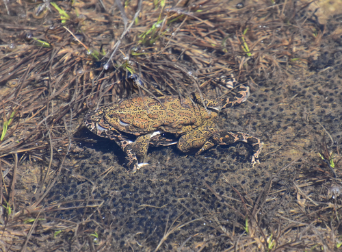 iNaturalist observation photo of Yosemite Toad