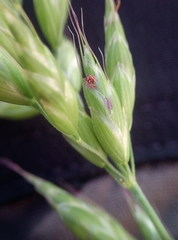 Bromus hordeaceus hordeaceus