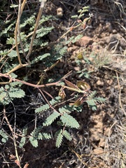 Hoffmannseggia drepanocarpa