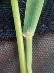 Bromus hordeaceus hordeaceus