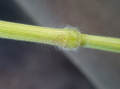 Bromus hordeaceus hordeaceus