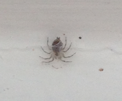 Araneae