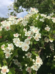 Crataegus macrocarpa