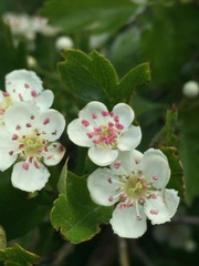 Crataegus macrocarpa