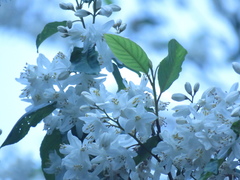 Alniphyllum pterospermum