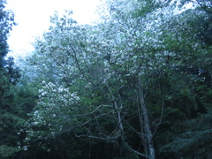 Alniphyllum pterospermum