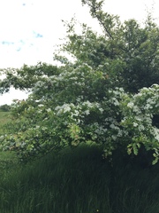 Crataegus macrocarpa