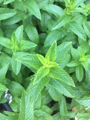 Mentha spicata