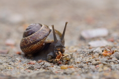 Arianta arbustorum