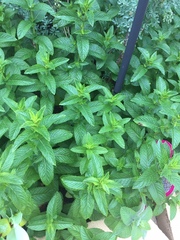 Mentha spicata