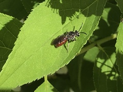 Sphecodes ranunculi