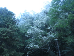 Alniphyllum pterospermum