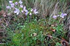 Cardamine raphanifolia raphanifolia