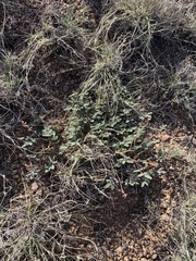 Hoffmannseggia drepanocarpa