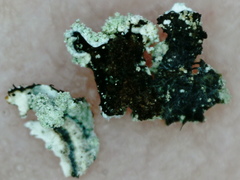 Parmeliopsis hyperopta