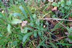 Cardamine raphanifolia raphanifolia
