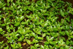 Veronica beccabunga beccabunga