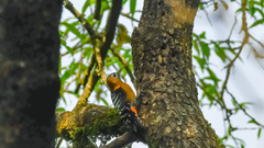 Dendrocopos hyperythrus