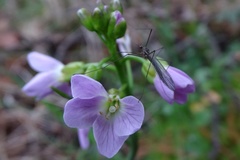 Cardamine raphanifolia raphanifolia